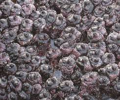 Image result for Kotschya stolonifera