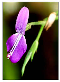 Image result for Dicliptera paniculata