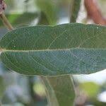 Image result for Ficus stuhlmannii