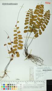 Image result for Adiantum soboliferum
