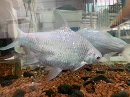 Selain itu lampam jawa mampu membesar sehingga 45 cm panjang. Lubuk Ampang Lampam Platinum Red Eyes Bukan Lampam Facebook