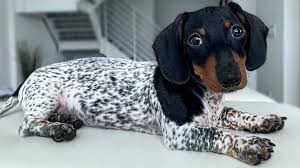 Pooch moustache screeching blinks too much longhair dachshund puppy dapple cute screaming weird screamo moustache loud obnoxious. Dachshund Puppy Looks Like Mini Dalmatian Or Cow Due To Piebald Fur Ladbible