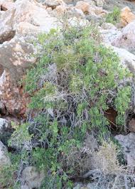 Image result for Capparis fascicularis