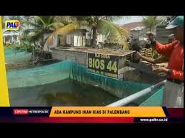 Rp 650.000 ikan hias arwana silver albino 11cm. Ada Kampung Ikan Hias Di Palembang Youtube