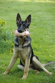 All puppies have floppy ears when they are born. At What Age Do German Shepherds Ears Start To Stand Up German Shepherd Ears German Shepherd Puppy Ears Animals