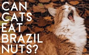 Can Cats Eat Brazil Nuts Catwiki