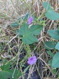 Image result for Ipomoea dichroa