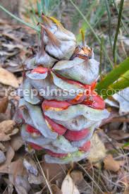 Image result for Macrotyloma stenophyllum