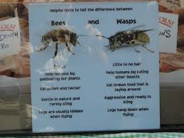 Abends das licht ausschalten und fenster weit öffnen. Hornissen Und Wespen Nabu Rhein Berg E V