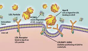Image result for Hypercholesterolemia