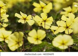 Image result for Tribulus zeyheri