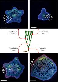 Image result for Psilotum