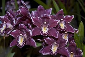 Cymbidium Winter Fire Orchid Seeds Beautiful Orchids Bonsai Flower