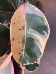 Mostly just with one spot on the leaves that have this. Plant Portrait Variegated Rubber Plant Leaf And Paw
