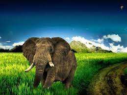 Elephant Elephant Wallpaper Elephant Biggest Elephant