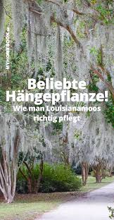 Louisianamoos Pflegen So Geht S Richtig Luftpflanzen Luftpflanzen Pflege Pflanzen