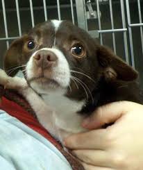 Adopt a puppy or dog from san diego county's helen woodward animal center today! Record 9726 Found Male Shorthaired Canton Stark Oh At Sc Pound 1 14 17 Cute Chihuahua Chihuahua Puppies Chihuahua