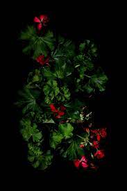 Geranium Still Mary Jo Hoffman Flowers Photography Beautiful Flowers Black Rose Flower