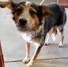Black And Brown Dog Breeds Medium Animal Id 38443822 Species Dog Breed American Blue Heeler Mix Age 3 Years 1 Day Gender Male Size Medium Color Black Brown Site Depar Dogs Heeler Mix Dog Breeds