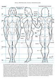 Orientation and landmarks to memorize. Female Muscle Ideal Proportion By Bambs79 On Deviantart Anatomy Drawing Male Figure Drawing How To Draw Muscles