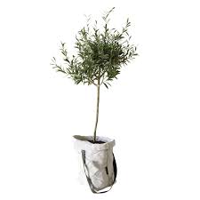 Olive Tree In Bag 3d Model Max Fbx 1 Olive Tree Olive Decor Herbs