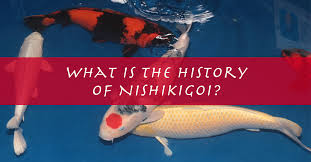 what is a nishikigoi koi fish history explained and meaning