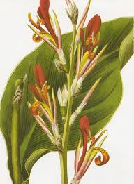 Image result for Cannaceae