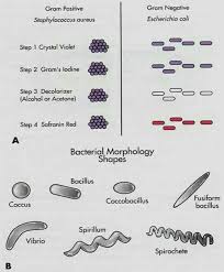 Pin By Pom Papai Ingtham On I Am A Biologist Microbiology Microbiology Study Microbiology Lab