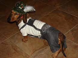 Atlas Wearing His Alpine Hiking Hat And Lederhosen Weiner Dog Winnie Dogs Dachshund