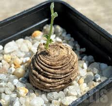 Image result for Trochomeria