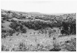 Image result for Anthospermum usambarense