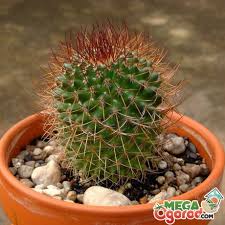 También se le llama popularmente, cactus pepinillo. Humus Conifero Para Cactus Que Tipo De Suelo Es Adecuado Para Cactus Ahora Sobre Crecer En Una Mezcla Para Macetas