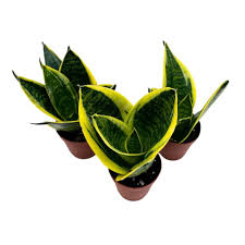 Image result for Sansevieria trifasciata