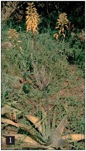 Image result for Aloe wollastonii