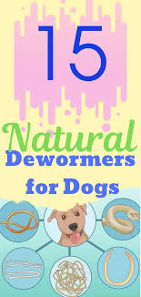15 Natural Dewormers For Dogs That Are Safe And Efficient Wineandpets Com Natural Dewormer For Dogs Dog Treatment Worms In Dogs