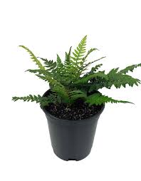 Image result for Polystichum sinense