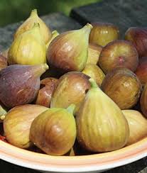 Fig Letizia Specialty Fruits At Burpee Com Homegrown Fruits Fruit Plants Fig Plant