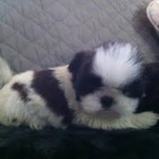 Already placed shih tzu puppy. Shihtzu Puppies Home Facebook