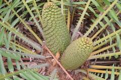 Image result for Encephalartos schmitzii
