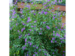 Image result for Lycianthes rantonnetii