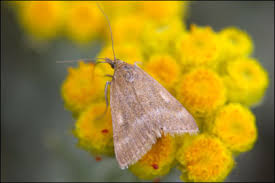 Image result for Pyrausta aerealis