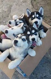 We did not find results for: Siberian Husky Puppies For Sale At Your Doorstep Home Facebook