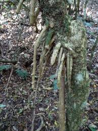 Image result for Dracaena laxissima