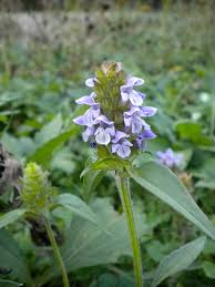 Image result for Lamiaceae