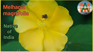 Image result for Melhania