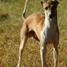 The italian grey min pin is a hybrid that crosses the sweet and sometimes shy italian greyhound, with the more raucous but loving and attentive miniature pinscher. Puppyfind Italian Greyhound Puppies For Sale