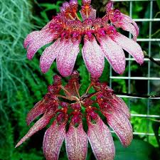 Image result for Bulbophyllum burttii
