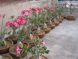Bear creek landscaping offers a complete range of landscaping services to commercial and residential property owners in the greater seattle and bellevue areas. Rose Plants Adeniumplant Blogspot Com Desert Rose Plants Adenium Plant Desert Rose Plant Adenium Plant Rose Plant Care