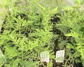 Image result for Artemisia afra