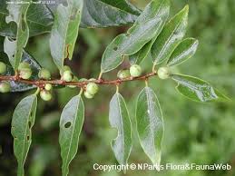 Image result for Bridelia